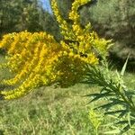 Solidago chilensis ফুল