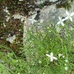 Moehringia muscosa Flower