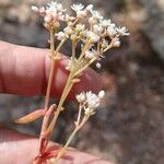 Sedum gypsicola