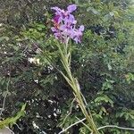 Papilionanthe teres Çiçek