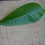 Isertia spiciformis Leaf