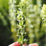 Sideritis montana Fula