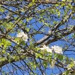 Pyrus calleryanaFlower