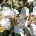 Leptospermum laevigatum Fula