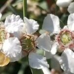 Leptospermum laevigatum പുഷ്പം