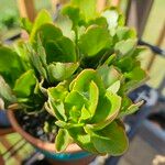 Kalanchoe longiflora Leaf