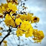 Handroanthus albus Flors