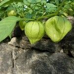 Physalis philadelphica Beste bat