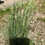 Festuca marginata Blatt