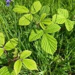 Rubus ferus Folha