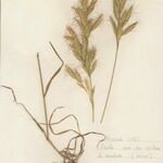 Bromus lanceolatus 形態