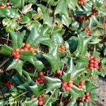 Ilex cornuta Folha