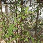 Cotoneaster salicifolius Habitus