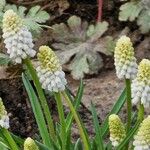 Muscari aucheri Kvet