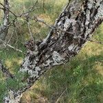 Vachellia astringens