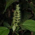 Acalypha radinostachya Other