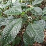 Psychotria darwiniana Yaprak