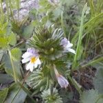 Euphrasia hirtella Flower