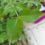 Leycesteria formosa Leaf