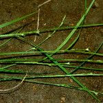 Scleria lithosperma Habit