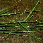 Scleria lithosperma عادت داشتن