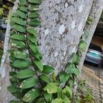 Pothos scandens Leaf