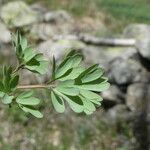 Corydalis solida Folha