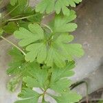 Geranium robertianum Leaf