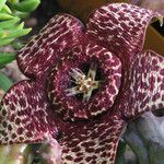 Orbea variegata 花