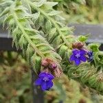 Anchusa officinalis Leaf