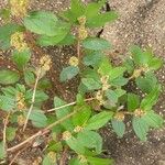 Euphorbia hirta Hostoa