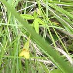 Zornia capensis Leaf