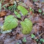 Urtica dioica Hábitos