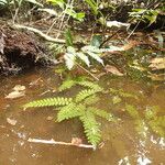 Adiantum vogelii Blatt