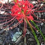 Lycoris radiata Кветка