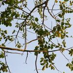 Lannea welwitschii Habitus