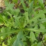 Lactuca virosa Leaf