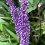 Liriope muscari 花