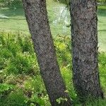 Pinus banksiana Corteza