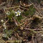 Ranunculus tripartitus Habit