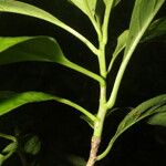 Bourreria costaricensis Leaf