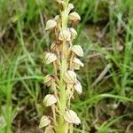 Orchis anthropophora Цвят