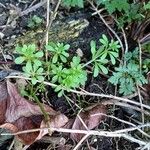 Galium verrucosum 葉