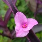 Tradescantia pallida Květ