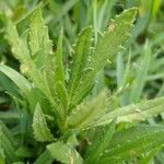 Senecio madagascariensis Fulla