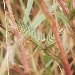 Chamaecrista mimosoides Hoja