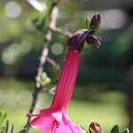 Cantua buxifolia Květ