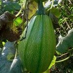 Cucurbita pepo Fruit