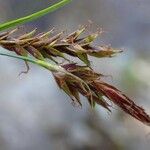 Carex ferruginea Fruit