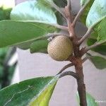 Austrobuxus ellipticus Fruit